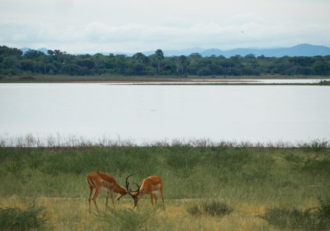 a couple of deer standing on top of a lush green field