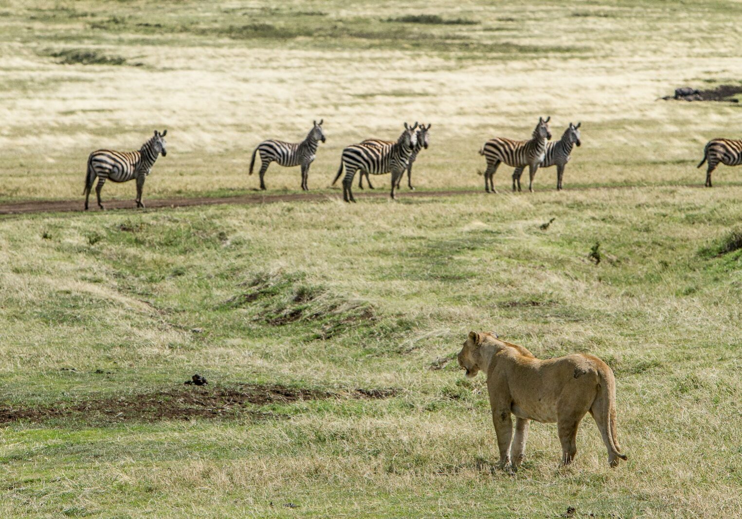 brown Cheetah hunting zebras
