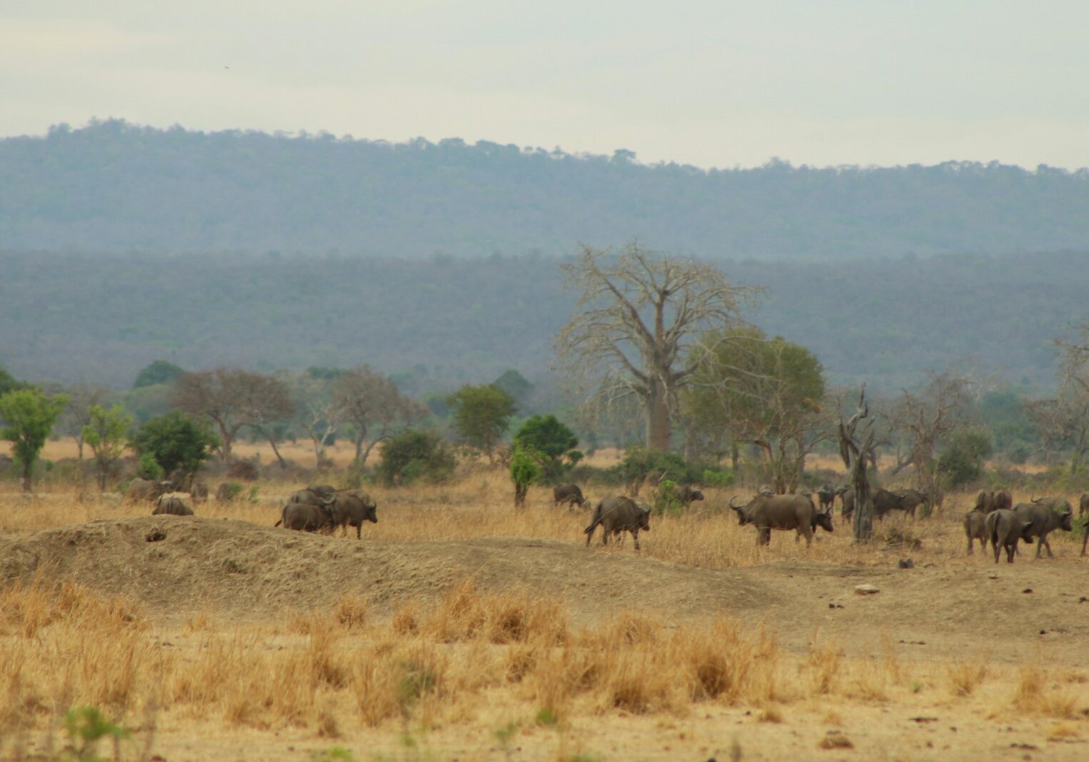 a herd of elephants walking across a dry grass field