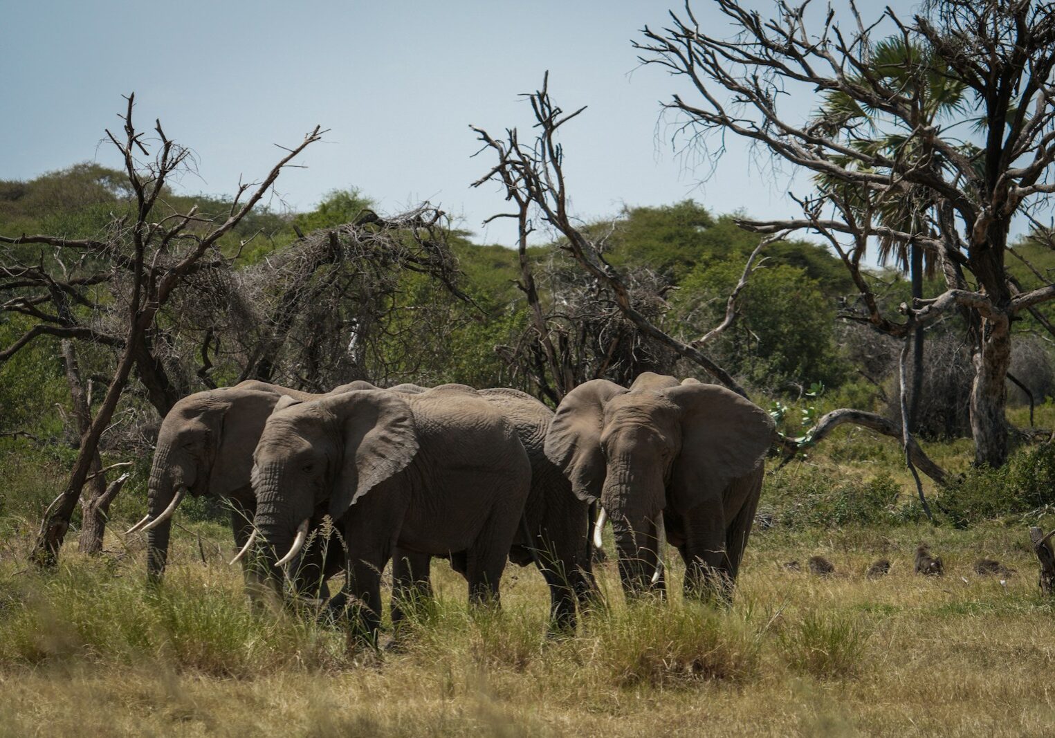 a herd of elephants walking across a grass covered field