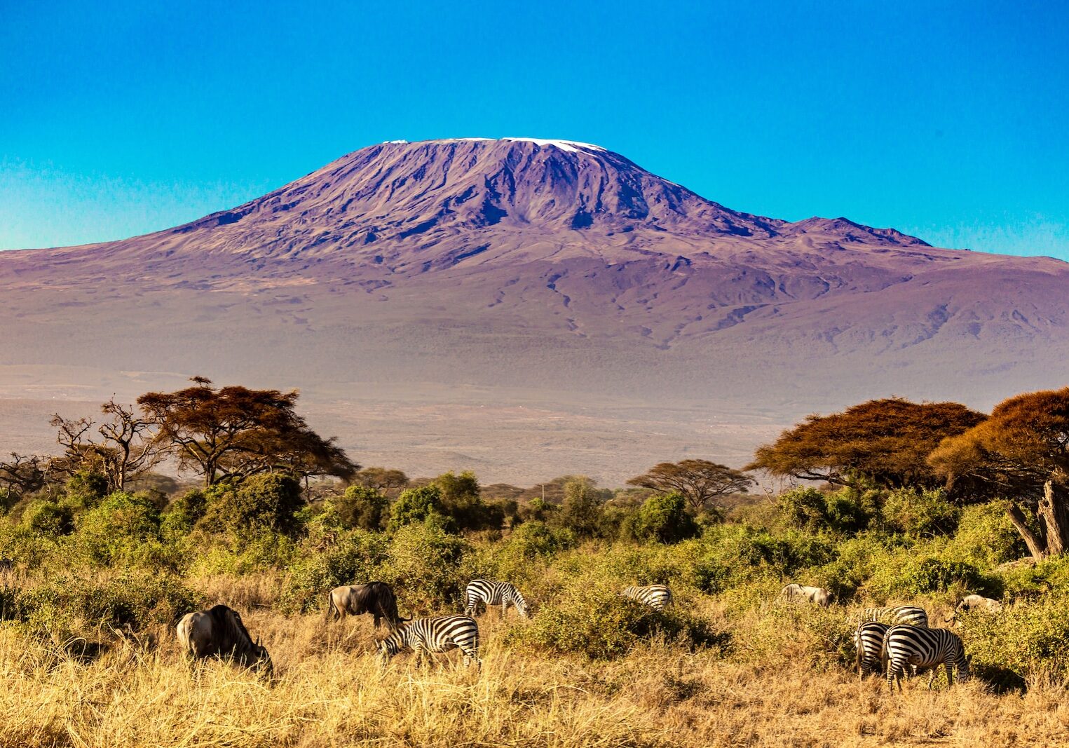 a group of zebras grazing in a field with a mountain in the background