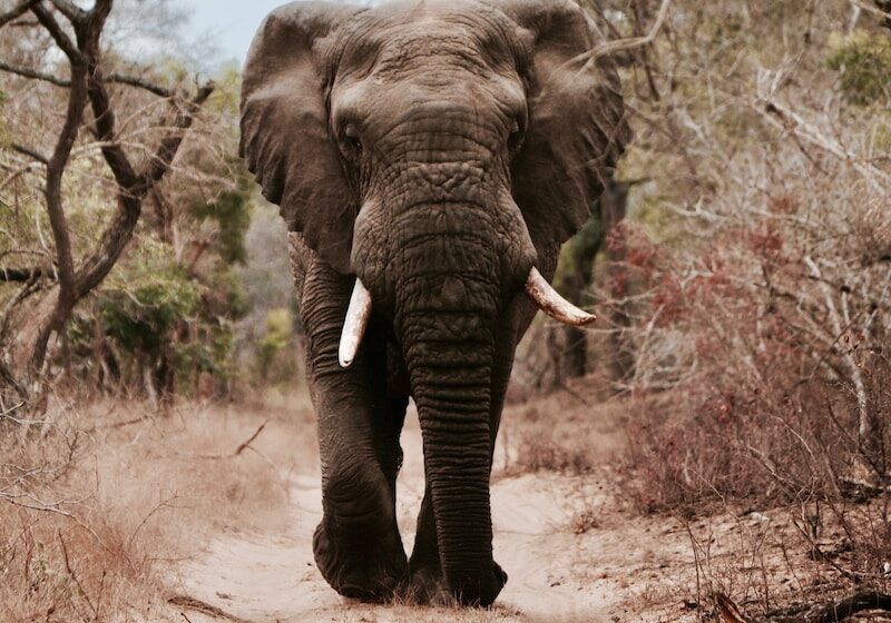 black elephant walking on brown sand
