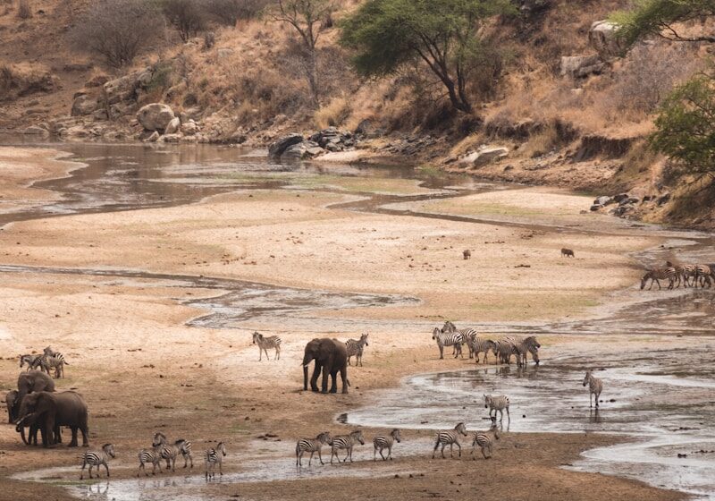 a herd of wild animals walking across a river